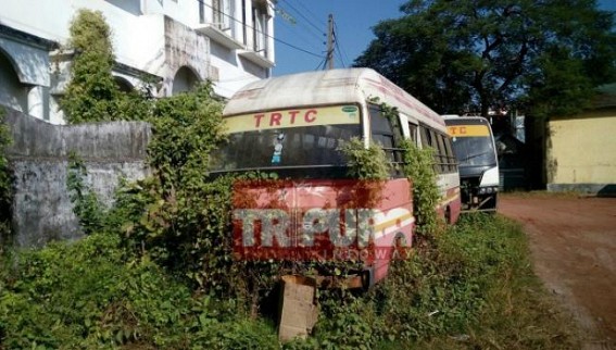 TRTC bus services stopped TRTC bus services stopped